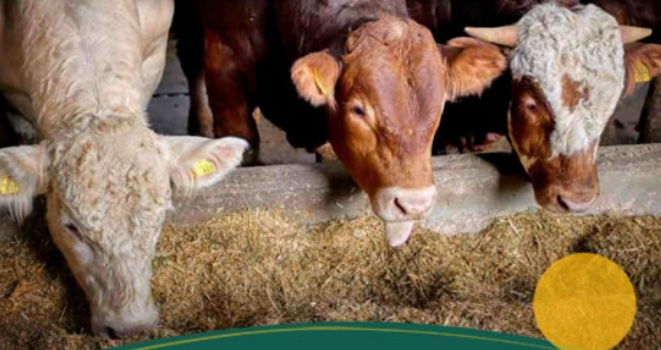 معرفی انواع خوراک دام 7 https://fartakadd.com/livestock-feed/