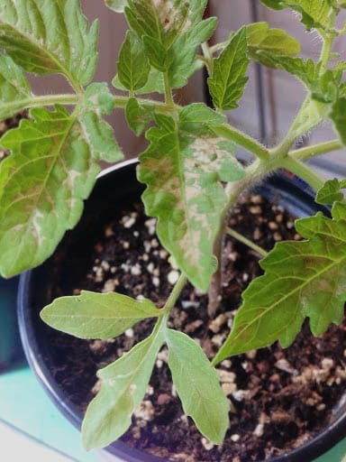 برگ های آفتاب سوخته گیاه گوجه فرنگی