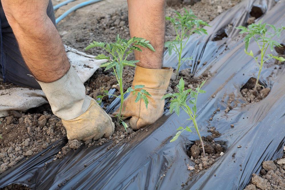 انواع دستگاه نایلون خانگی و32 مدل از آن 130 نایلون صیفی جات 2