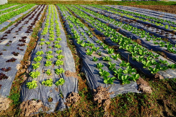 انواع دستگاه نایلون خانگی و32 مدل از آن 133 نایلون صیفی جات 5