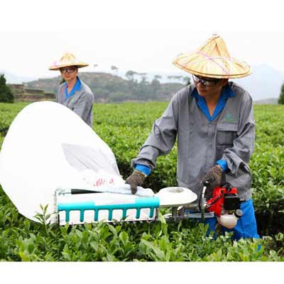 الحاقی چای چین علف زن 2 الحاقی چای چین علف زن 2
