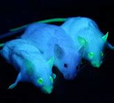 موش GFP
