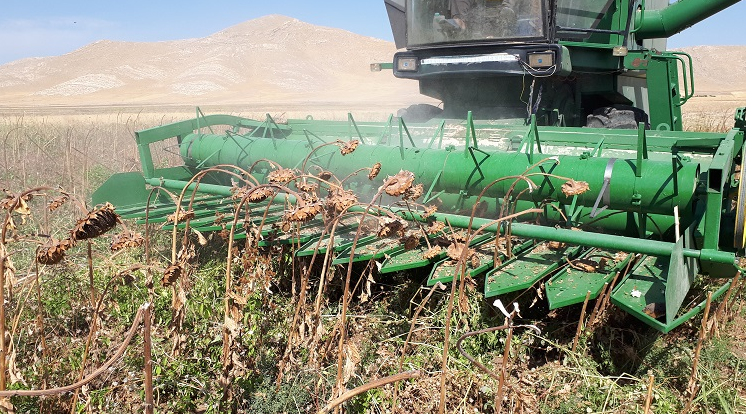 پلتفرم برداشت آفتابگردان